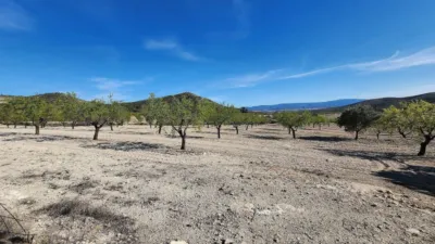 Rustic Finca in Caudete photo 28