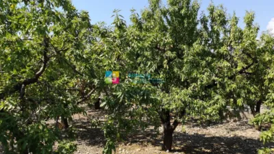 Rustic Finca in Albox photo 26