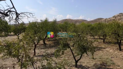 Rustic Finca in Albox photo 29