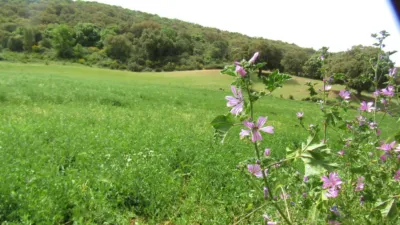 Rustic Finca in Pilas de Algaida photo 11