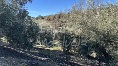 Rustic Finca in Priego de Córdoba photo 4