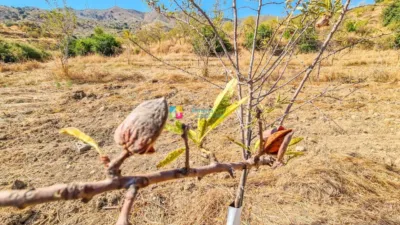 Rustic Finca in Lubrín photo 36