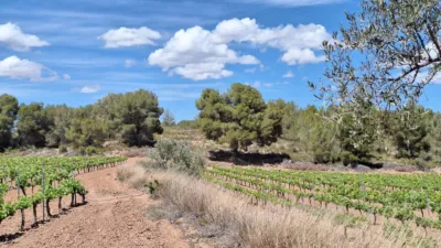 Terreno en venta en El Pinós - Pinoso - Vista 2