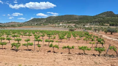Terreno en venta en El Pinós - Pinoso - Vista 4