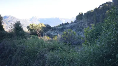 Rustic Finca in Sóller photo 15