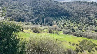 Rustic Finca in Valdepeñas de Jaén photo 2
