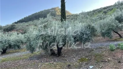 Rustic Finca in El Sabariego photo 10