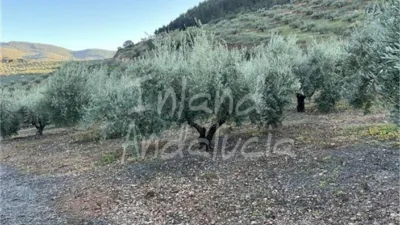Rustic Finca in El Sabariego photo 11