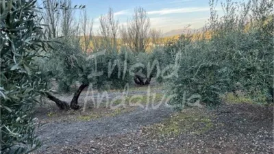 Rustic Finca in El Sabariego photo 8