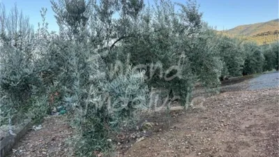 Rustic Finca in El Sabariego photo 9