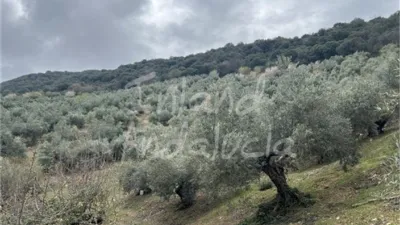 Rustic Finca in Charilla photo 15