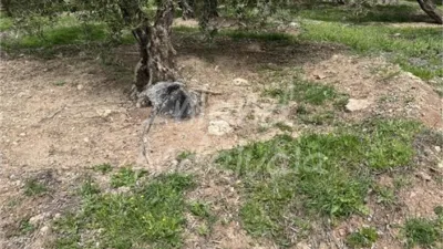 Rustic Finca in Charilla photo 8