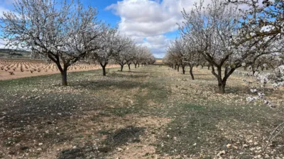 Rustic Finca in Yecla photo 7