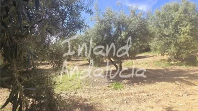 Rustic Finca in Alcaucín photo 15