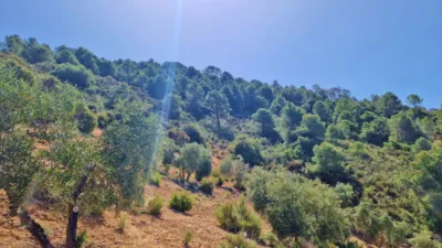 Rustic Finca in Jayena photo 19