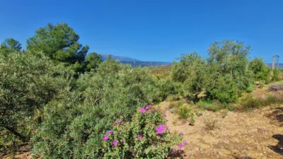 Rustic Finca in Jayena photo 2