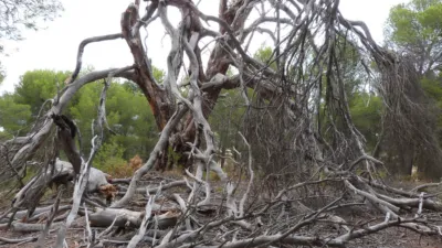 Rustic Finca in Ibi photo 31