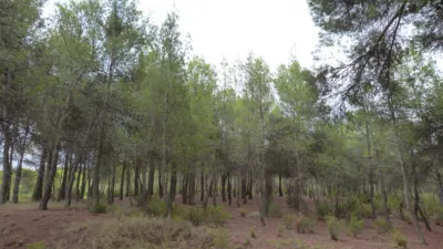 Rustic Finca in Ibi photo 30