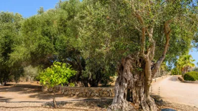Rustic finca in Santanyí photo 39