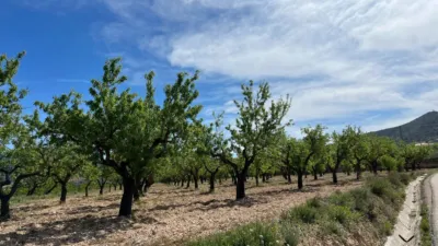 Terreno en venta en Hondón de los Frailes - Vista 3