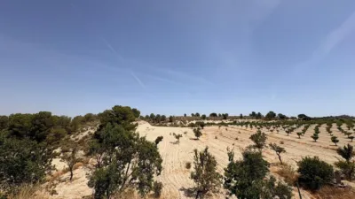 Rustic Finca in Jumilla photo 8