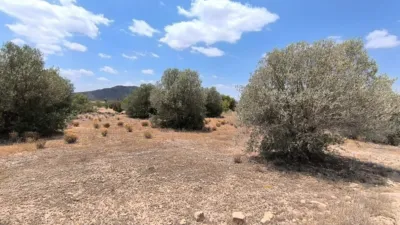 Rustic Finca in Caudete photo 9