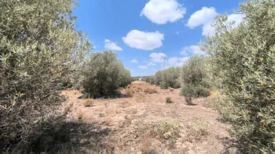 Rustic Finca in Caudete photo 7