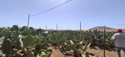Rustic finca in Tuineje photo 15