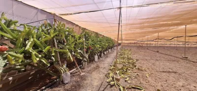 Rustic finca in Tuineje photo 20