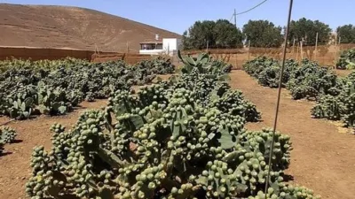 Rustic finca in Tuineje photo 25