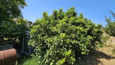 House in Casares photo 9