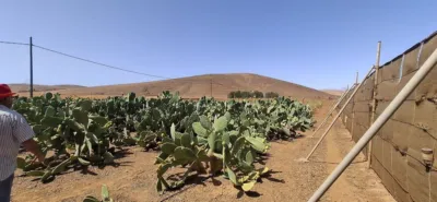 Rustic finca in Tuineje photo 35