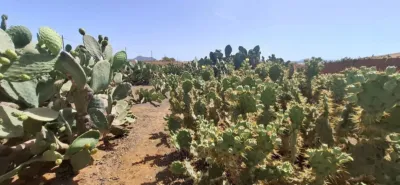 Rustic finca in Tuineje photo 2