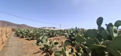 Rustic finca in Tuineje photo 17