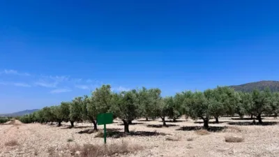 Terreno en venta en Monòver - Monóvar - Vista 4