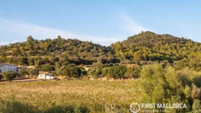 Rustic finca in Alaró photo 36