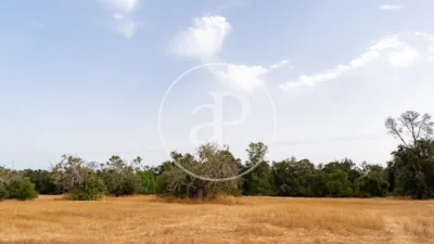 House in Sineu photo 10