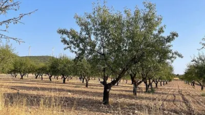 Rustic Finca in Yecla photo 49
