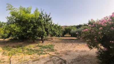 Rustic Finca in El Pinós - Pinoso photo 5