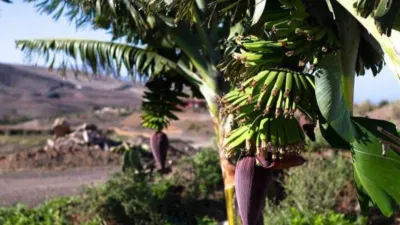 Rustic Finca in La Pared photo 30