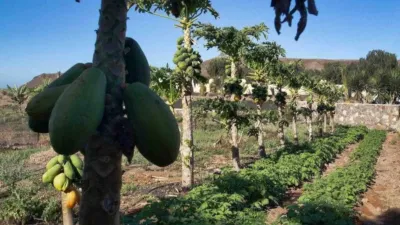 Rustic Finca in La Pared photo 16