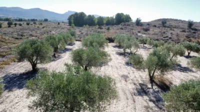 Rustic Finca in Sax photo 18