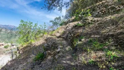 Rustic Finca in Sayalonga photo 17