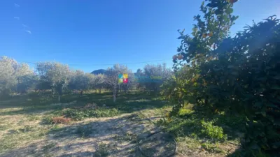 Rustic finca in Fines photo 16