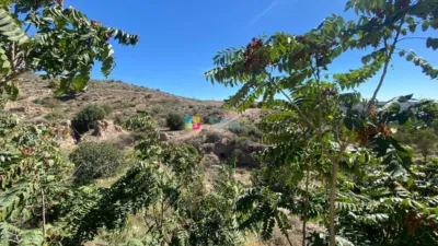 Rustic finca in Oria photo 44
