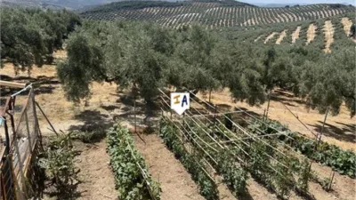 Rustic Finca in Rute photo 14