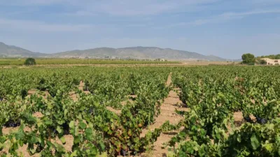 Terreno en venta en El Pinós - Pinoso - Vista 5