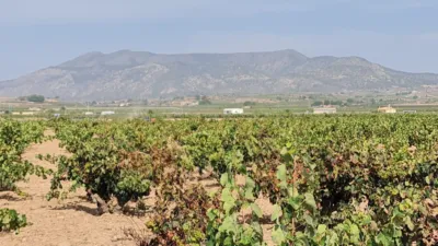 Terreno en venta en El Pinós - Pinoso - Vista 2