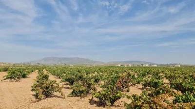 Terreno en venta en El Pinós - Pinoso - Vista 4
