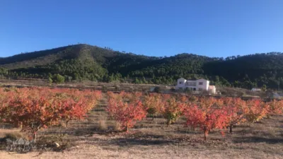 Chalet in El Pinós - Pinoso photo 49
